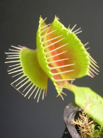 Dionaea muscipula 'Mirror'