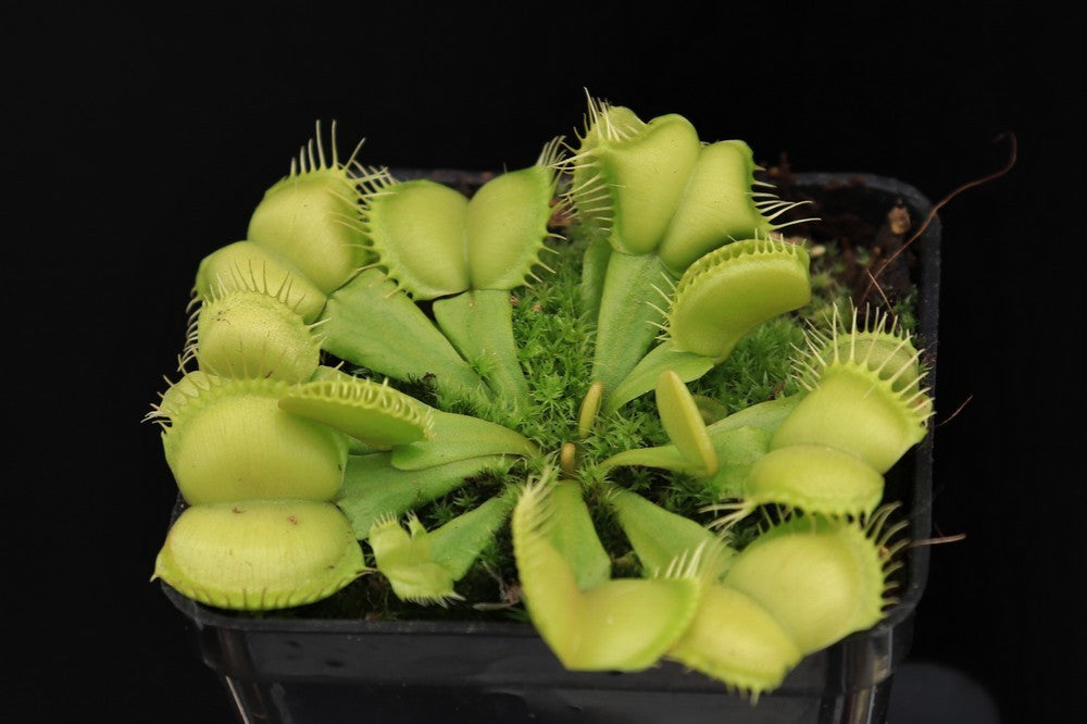 Dionaea muscipula 'Moon trap'