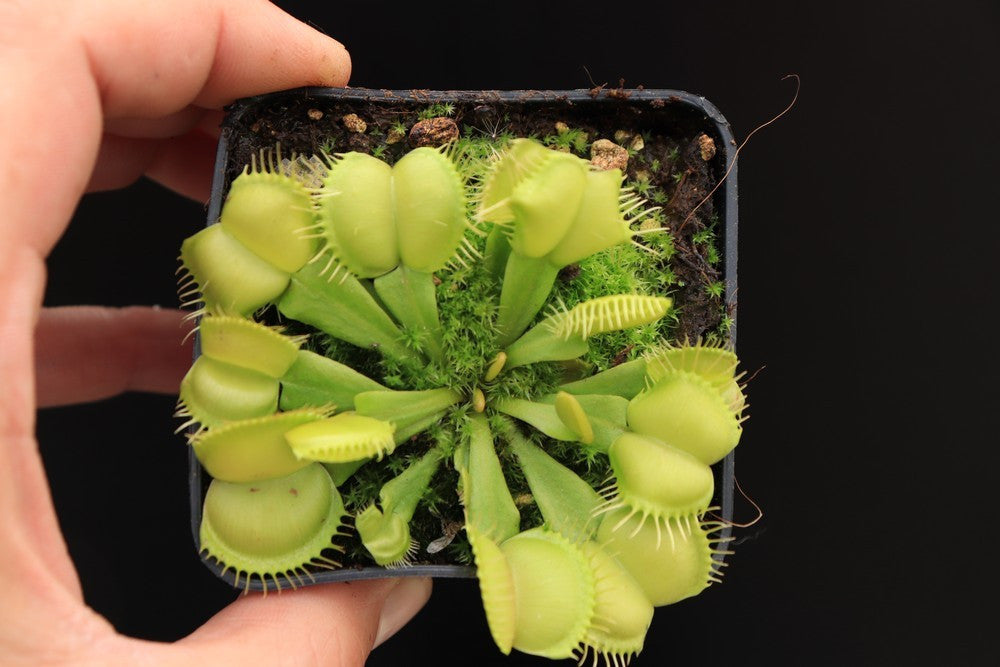 Dionaea muscipula 'Moon trap'