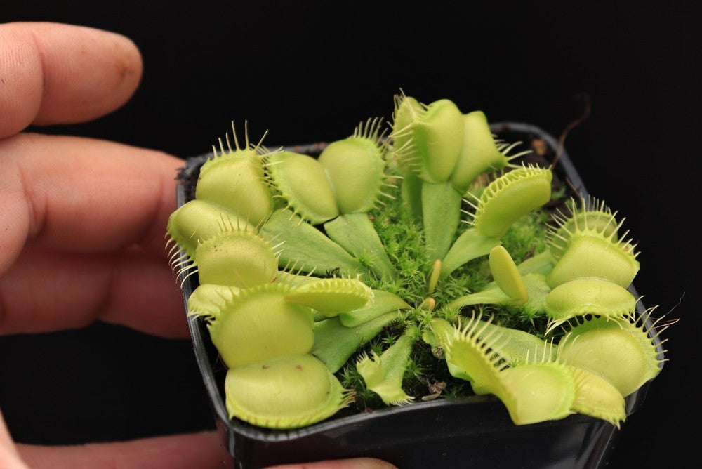 Dionaea muscipula 'Moon trap'