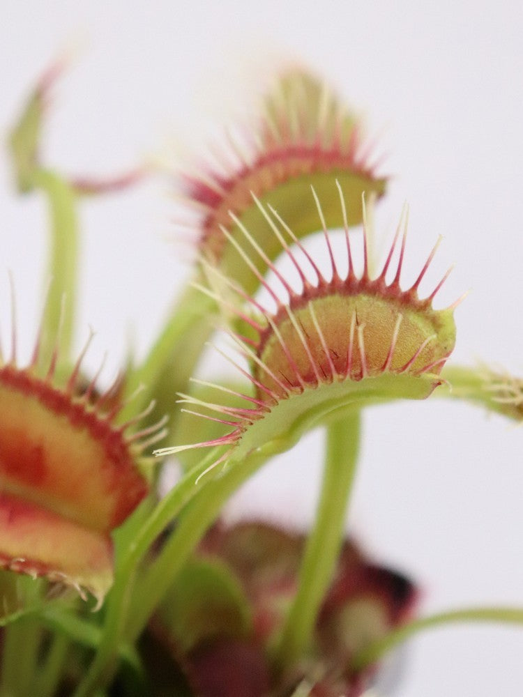 Dionaea muscipula 'Phalanx'