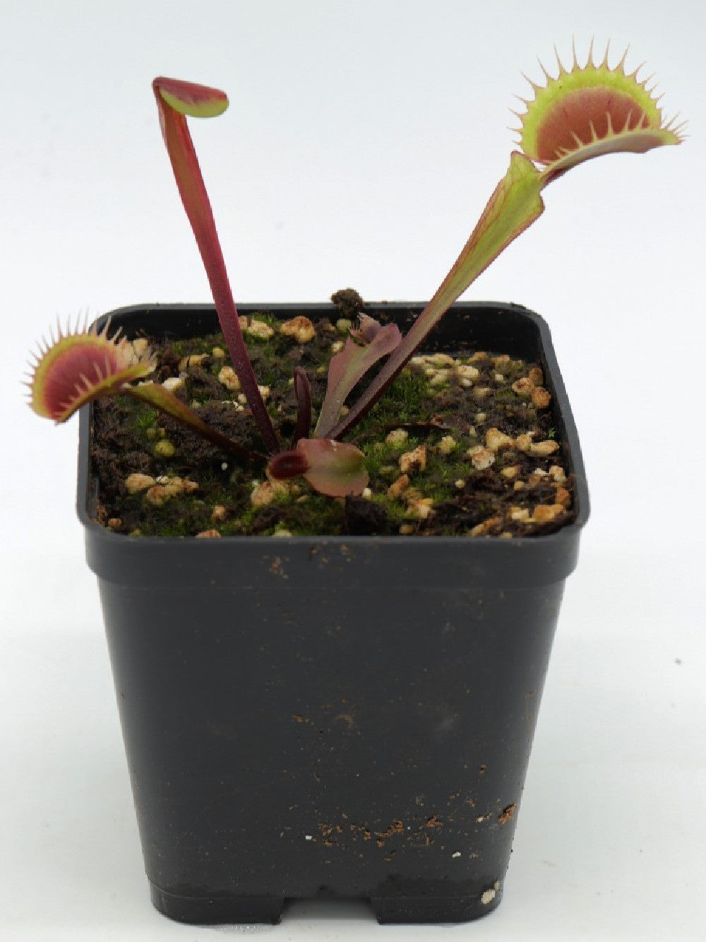 Dionaea muscipula 'Red Burgundy'