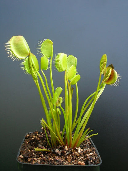 Dionaea muscipula 'Spider'