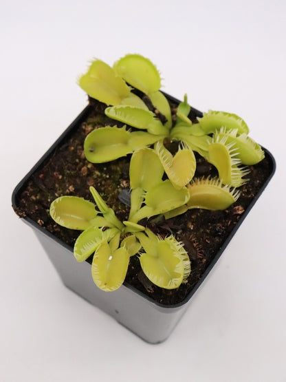 Dionaea muscipula 'Triton'