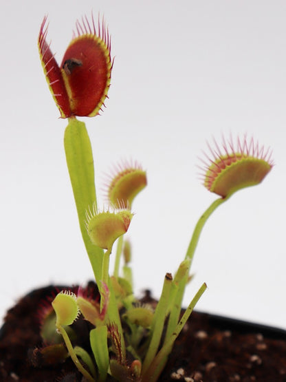 Dionaea muscipula 'WIP long snapper'