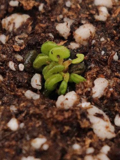 Dionaea muscipula ' Cudo '