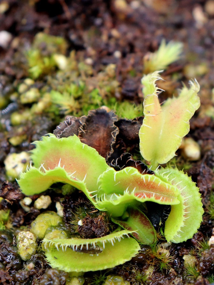 Dionaea muscipula ' Kim Jong-un '