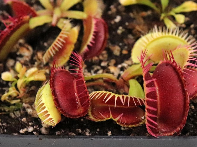 Dionaea muscipula ' Louchapates '