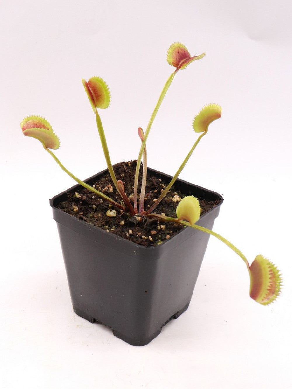 Dionaea muscipula  clone 021 Carnivoria