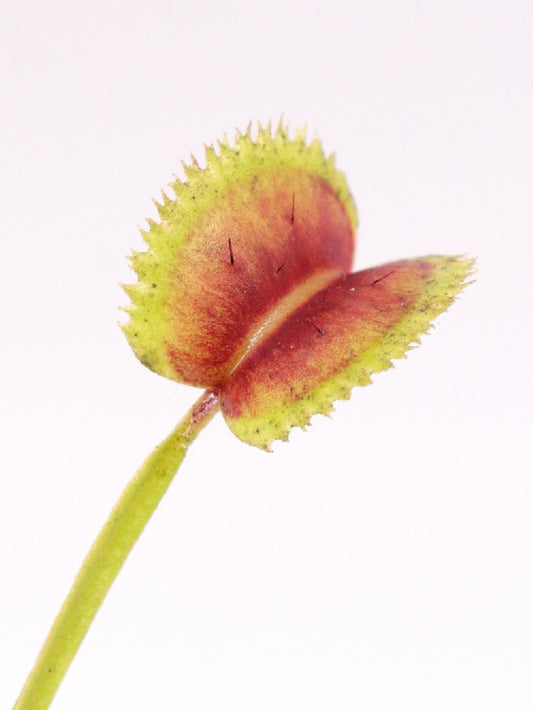 Dionaea muscipula  clone 021 Carnivoria