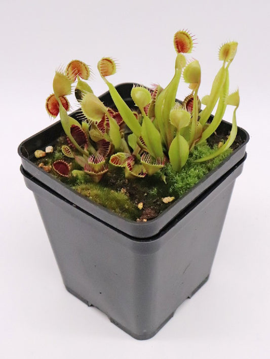 Dionaea muscipula 'kinchyaku'