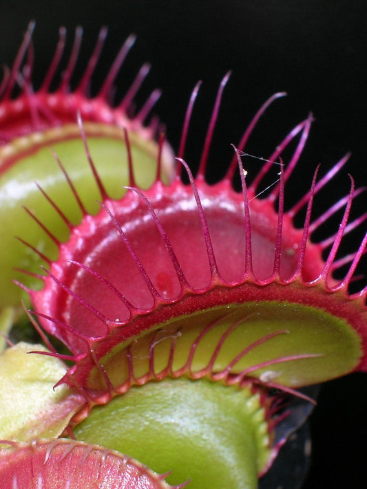 Dionaea muscipula "hard red line"