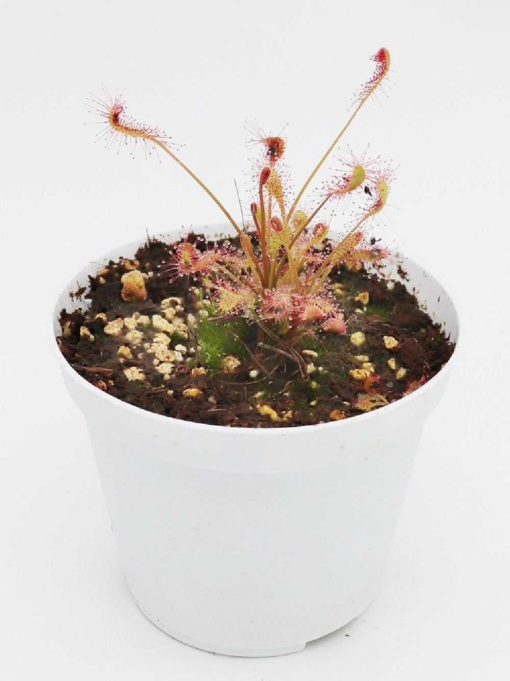 Drosera affinis