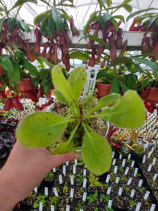 Drosera andromeda