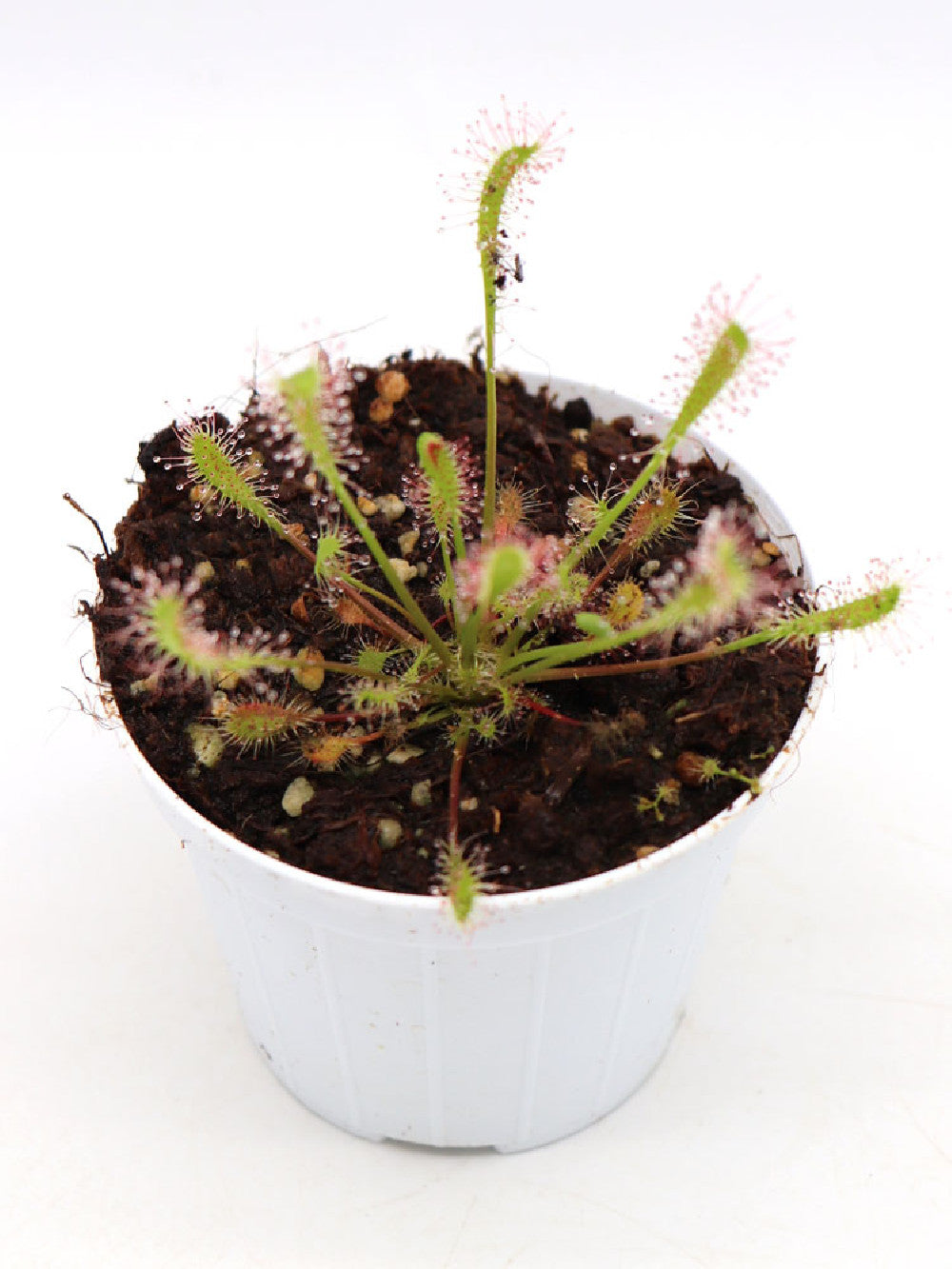 Drosera anglica "Giant"  Slovenia