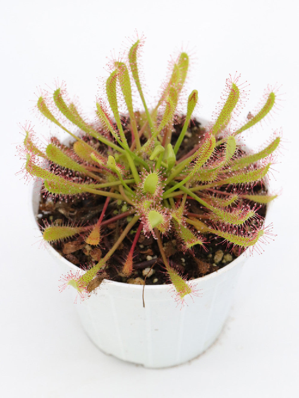 Drosera anglica (ibernacolo in dormienza)