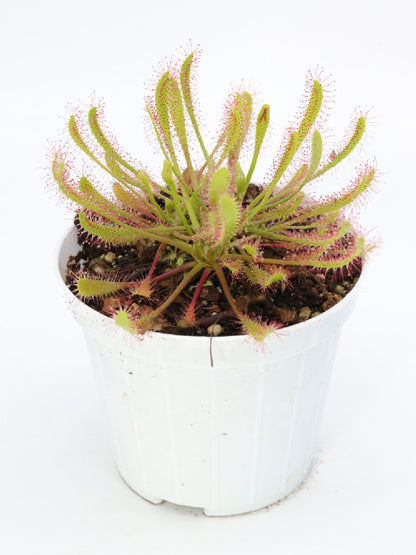 Drosera anglica (ibernacolo in dormienza)