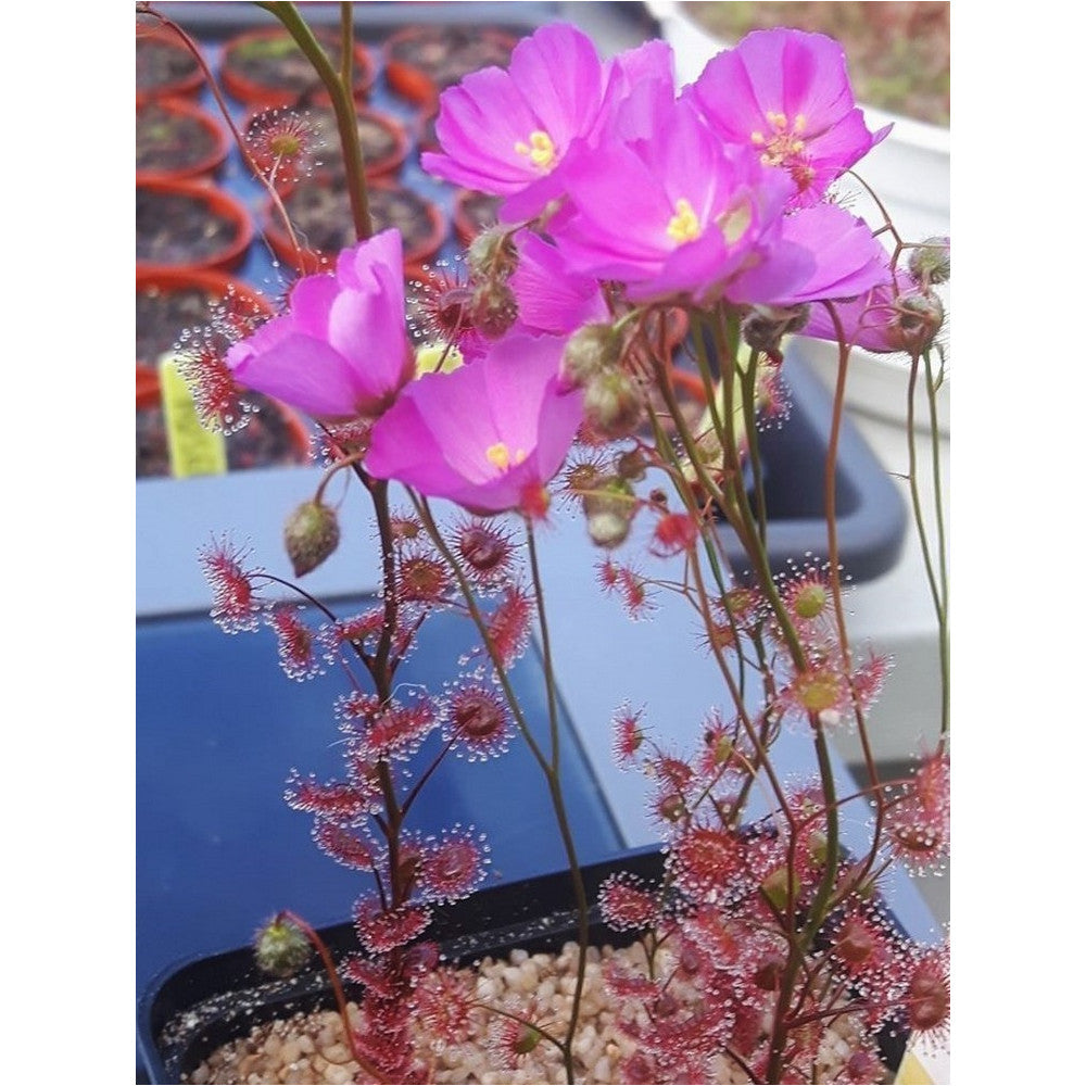 Drosera basifolia