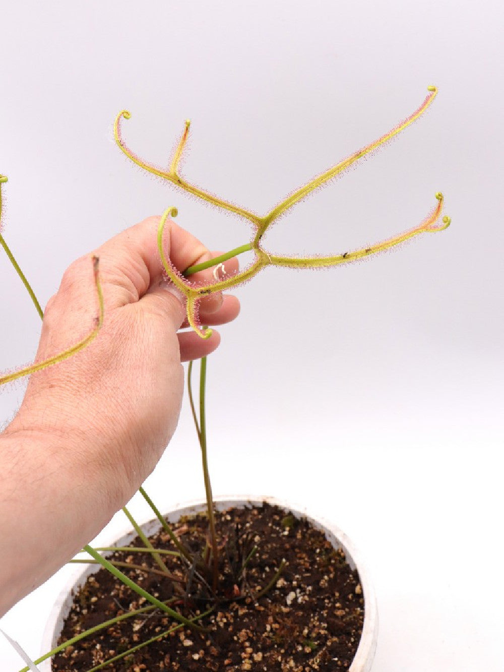 Drosera binata multifida "Giant"