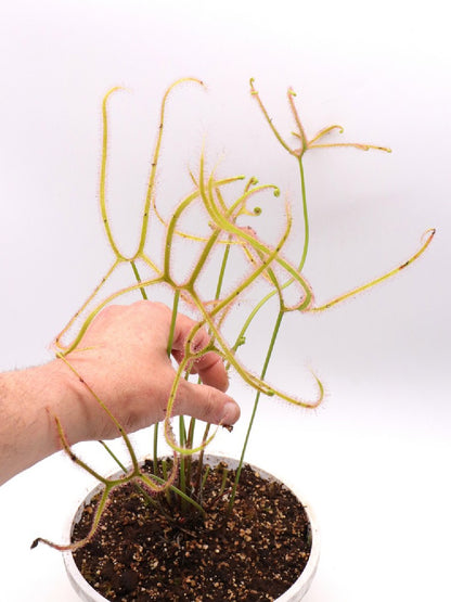 Drosera binata multifida "Giant"