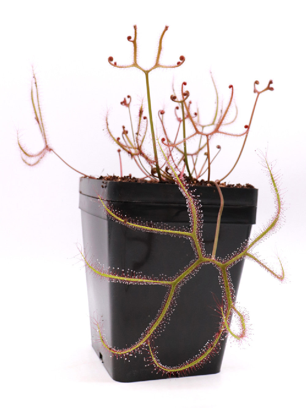 Drosera binata multifida "pink flower"