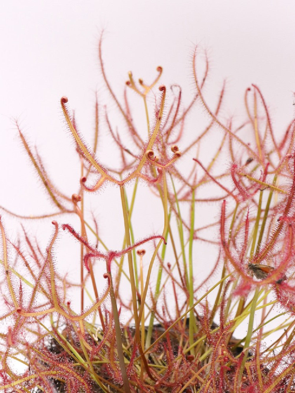 Drosera binata var. multifida extrema