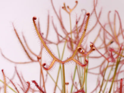 Drosera binata var. multifida extrema