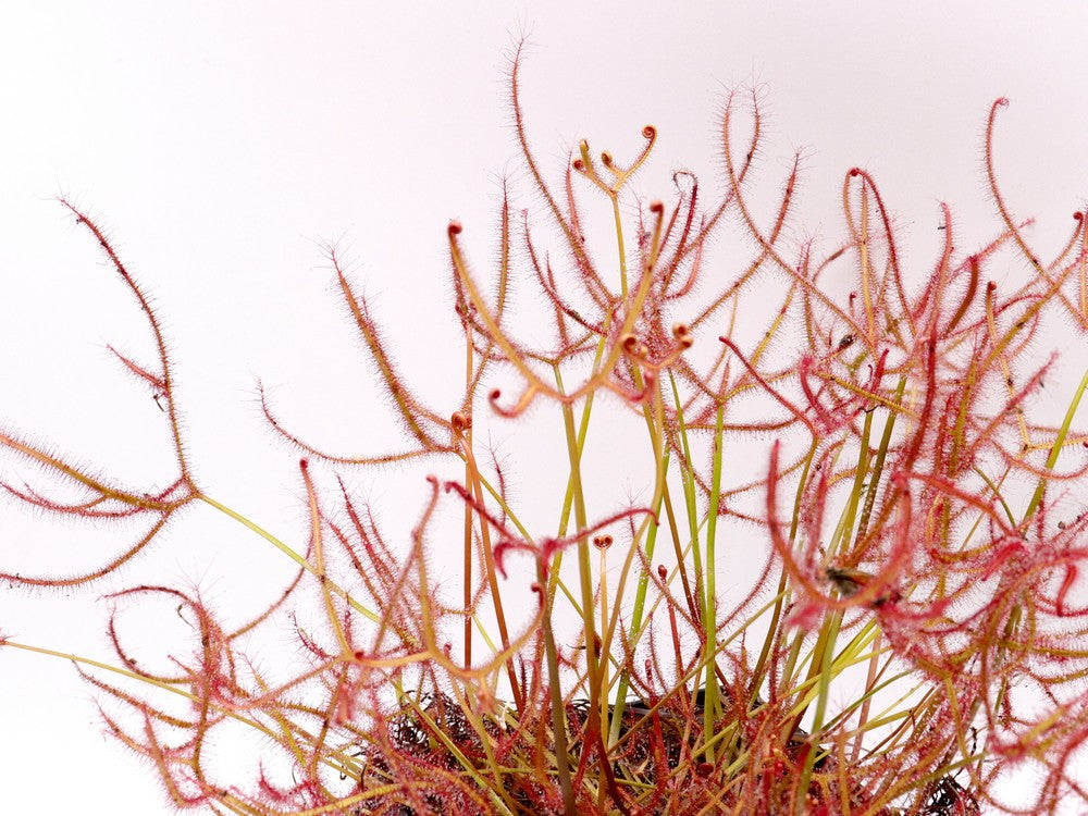 Drosera binata var. multifida extrema