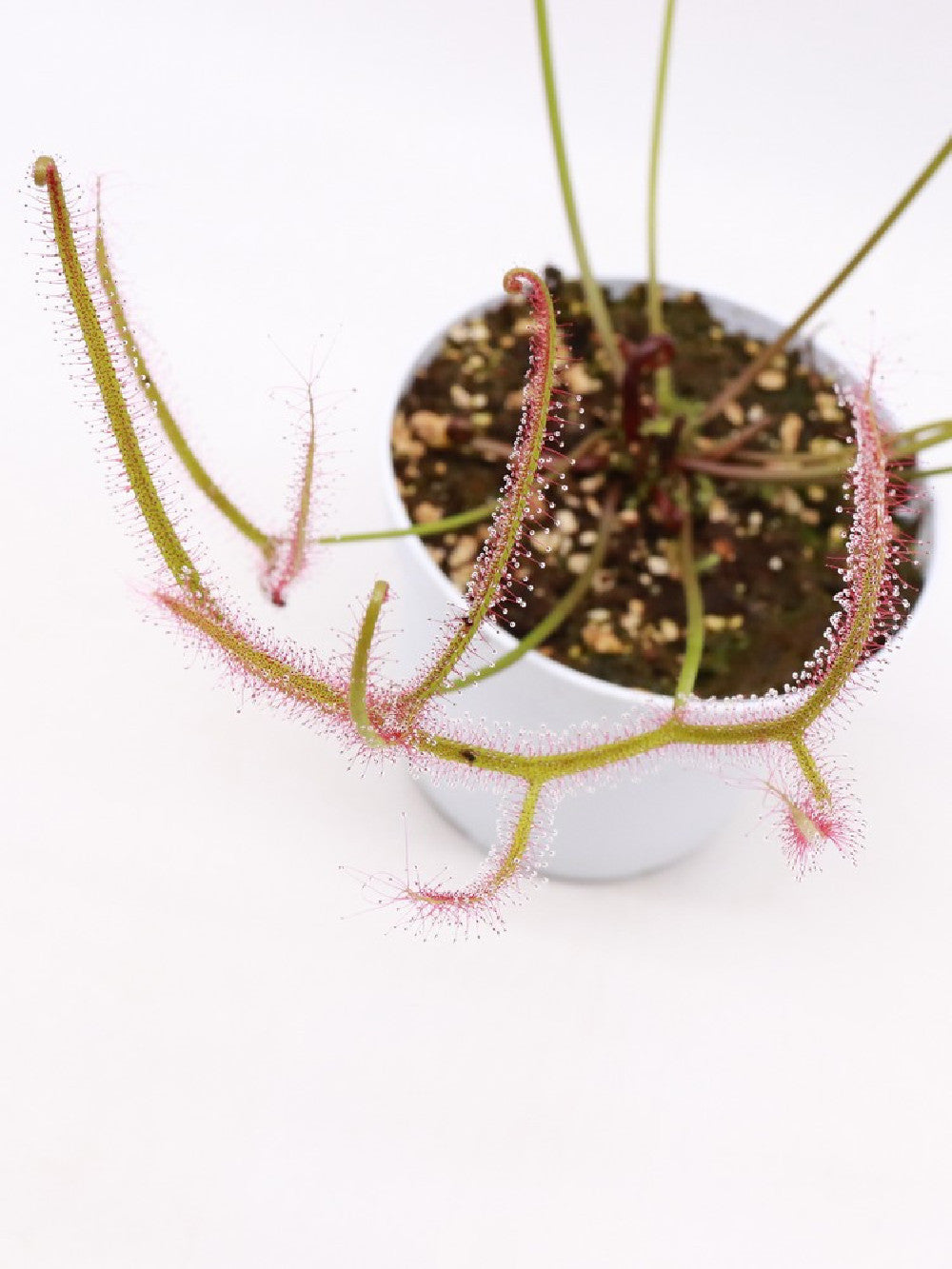 Drosera binata var.dichotoma