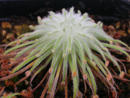 Drosera broomensis