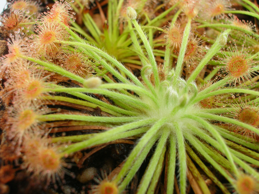 Drosera broomensis