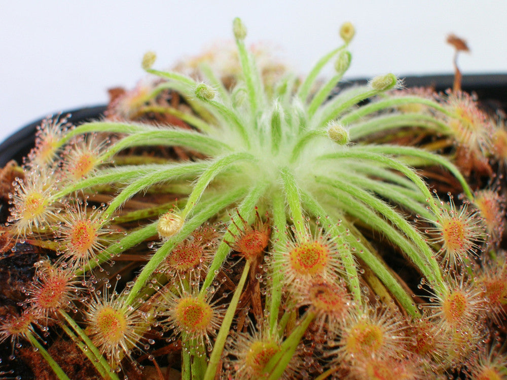 Drosera broomensis