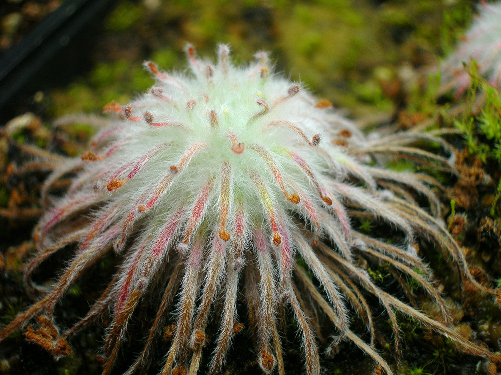 Drosera broomensis