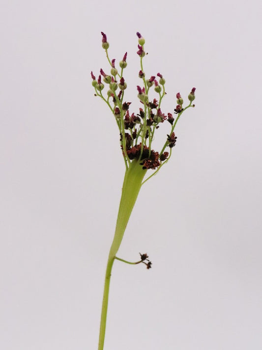 Drosera capensis "crested"