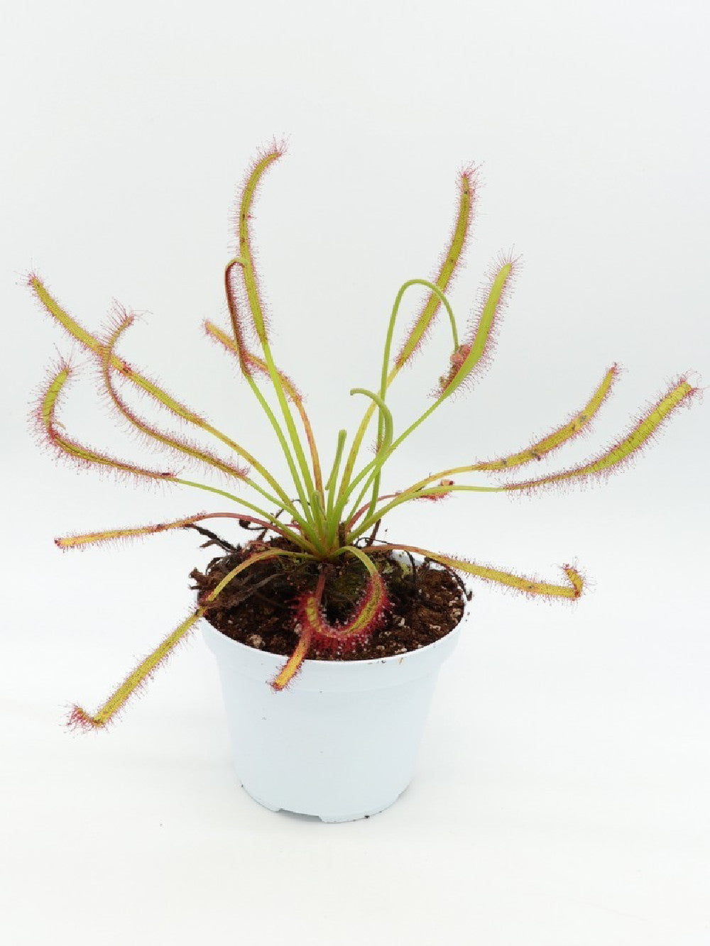 Drosera capensis "giant"