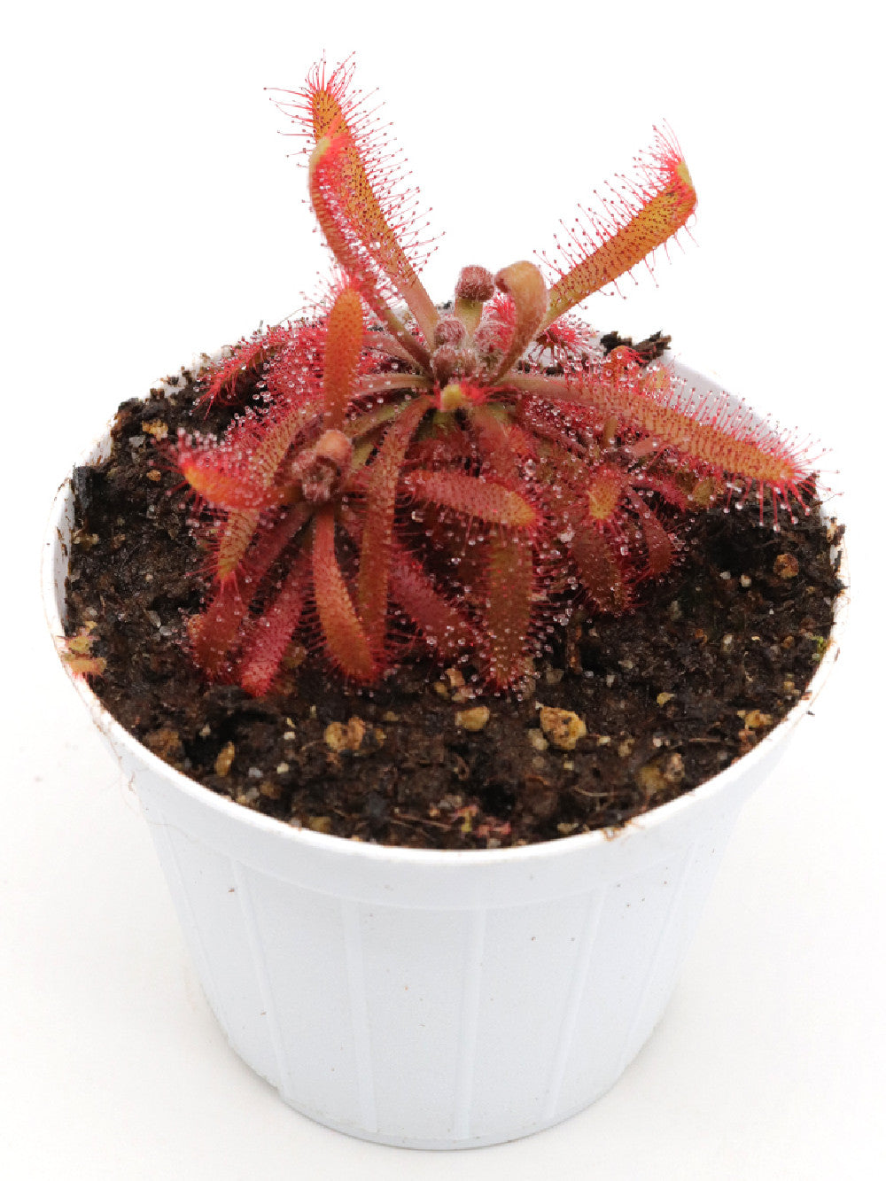 Drosera chimaera