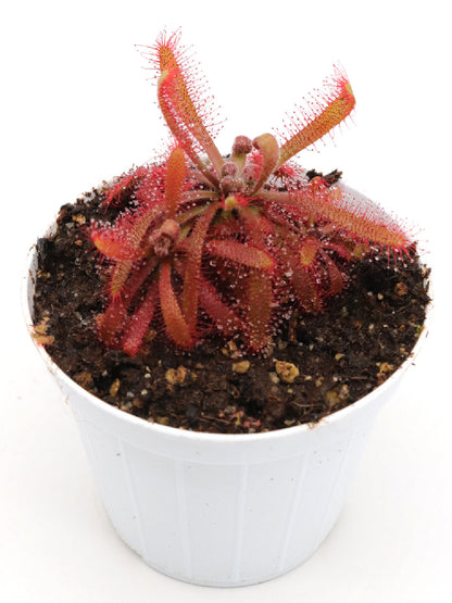 Drosera chimaera