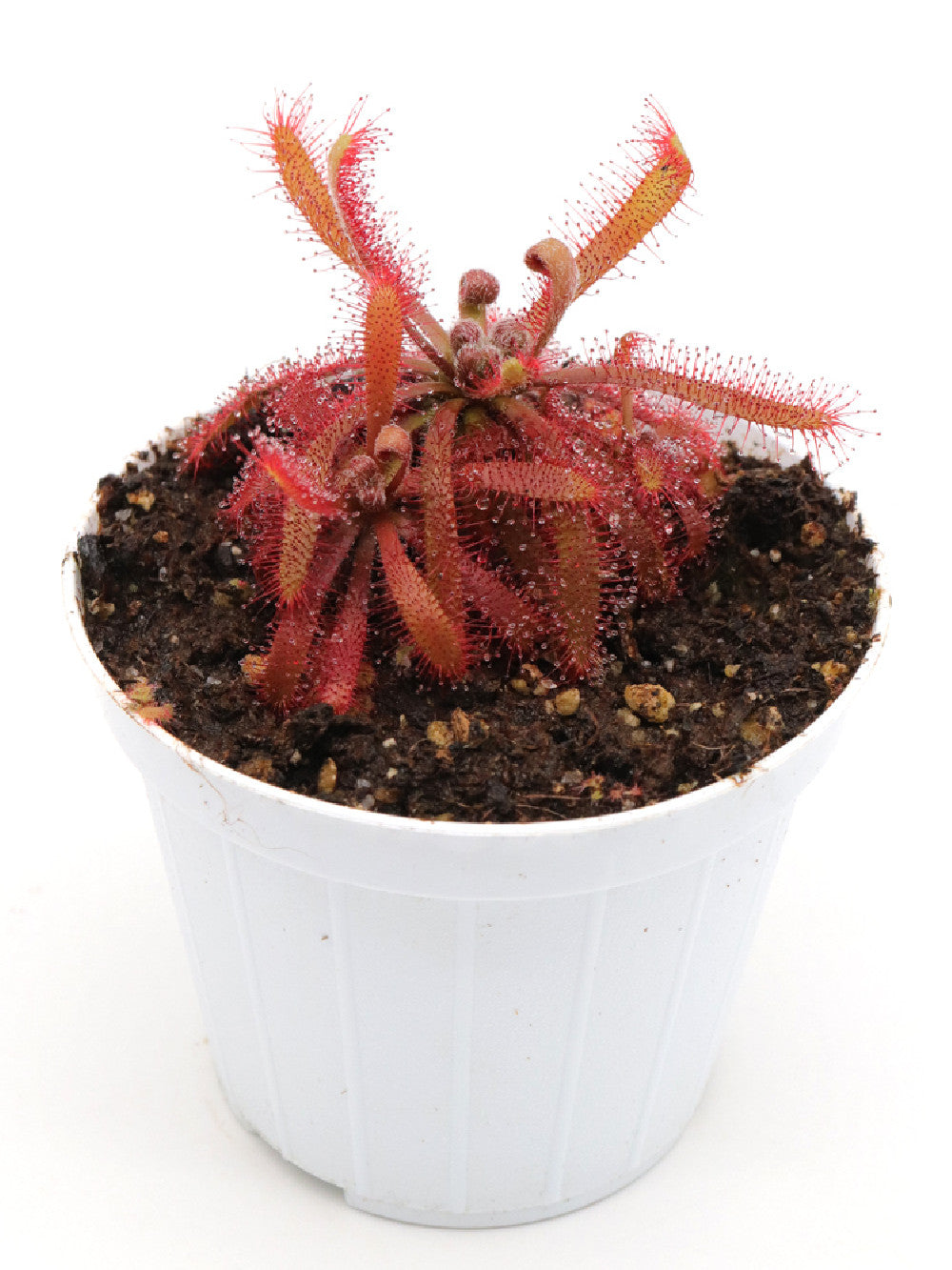 Drosera chimaera