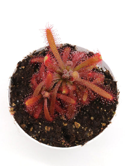 Drosera chimaera