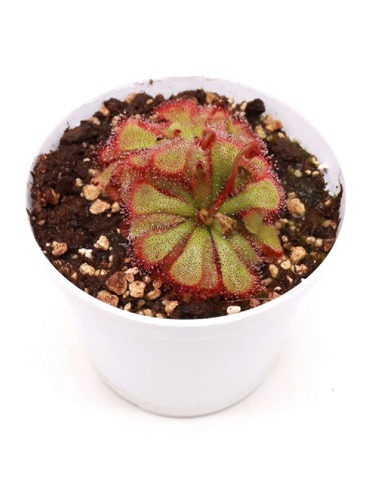 Drosera cuneifolia