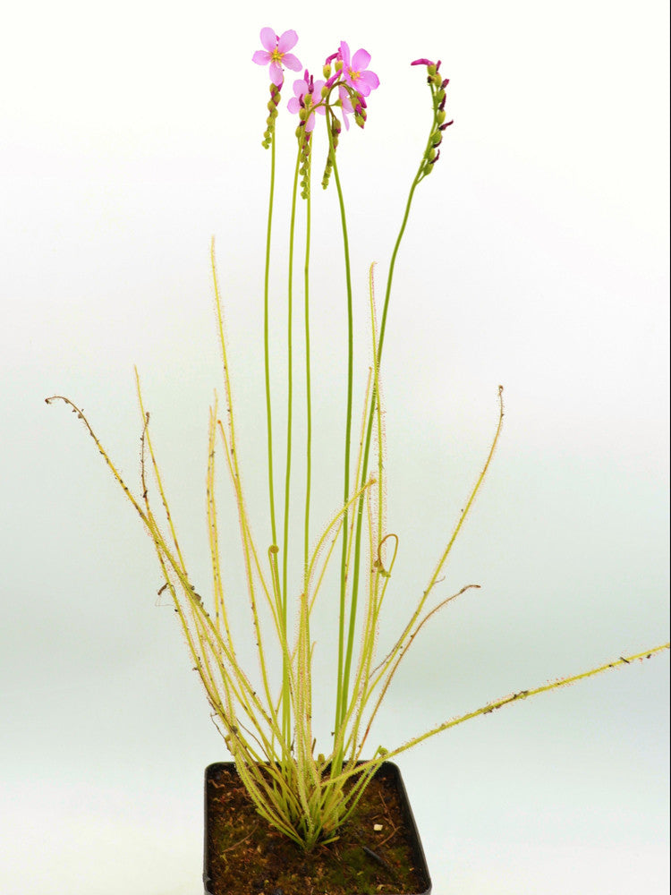 Drosera filiformis 'California sunset'