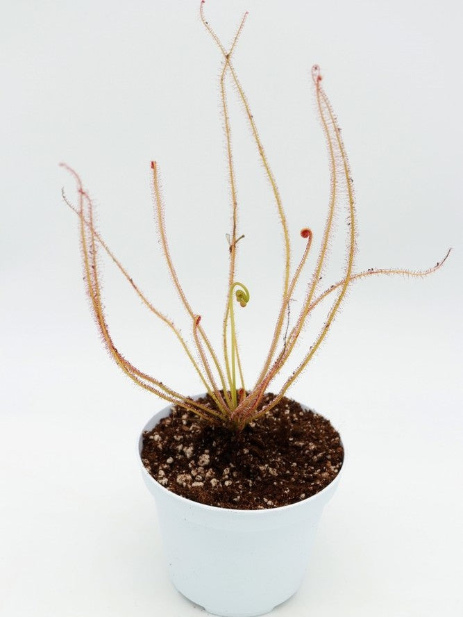 Drosera filiformis  Pine Barrens