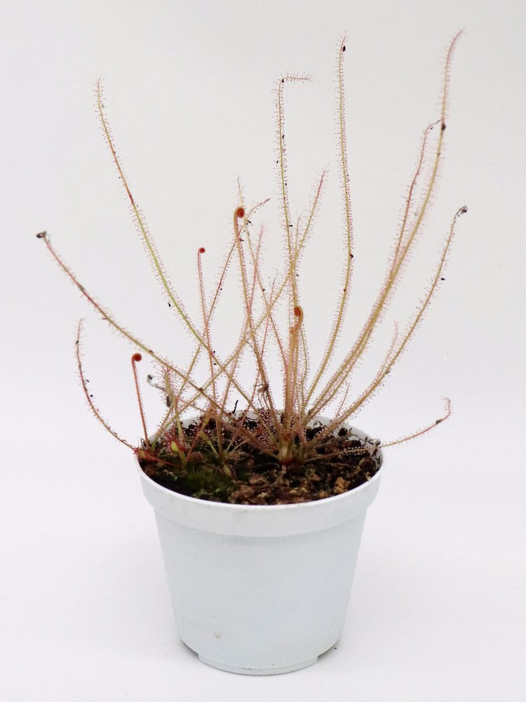 Drosera filiformis "red"