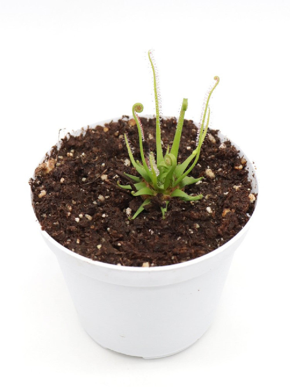 Drosera filiformis white flower