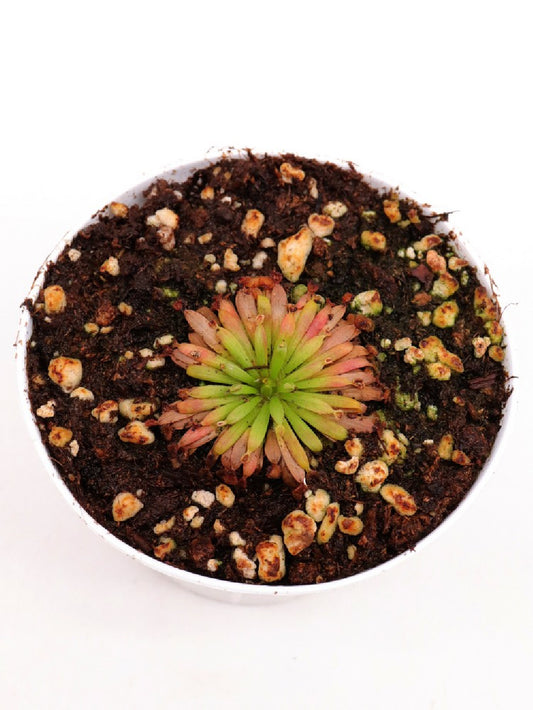 Drosera fulva