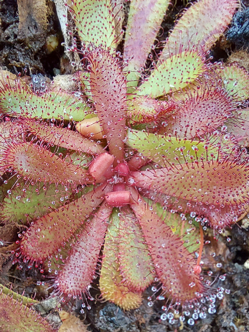 Drosera hamiltonii