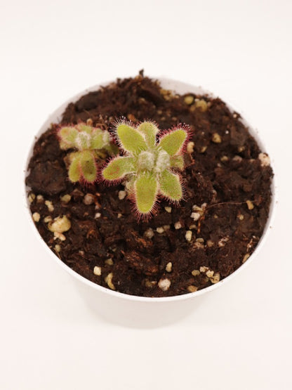 Drosera hylaris hybrid