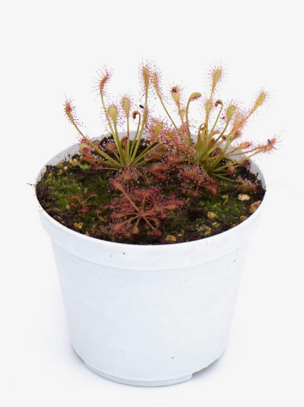 Drosera intermedia