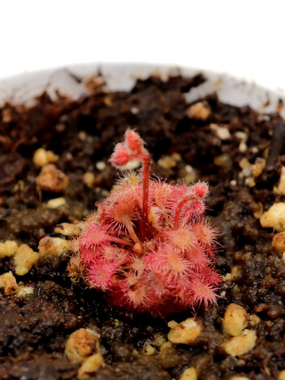 Drosera kaieteurensis