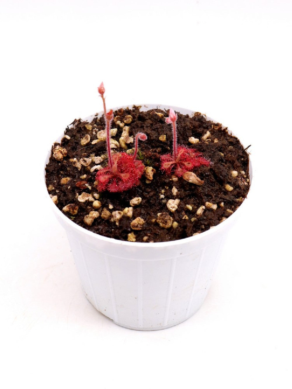 Drosera kaieteurensis